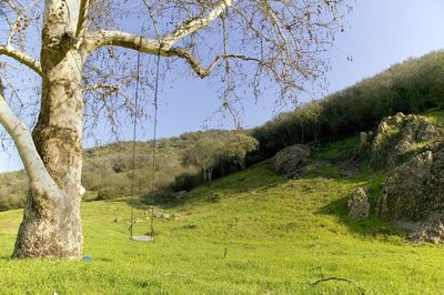 Trees on grassy field