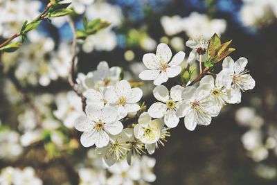 White blooming tree branch in the park