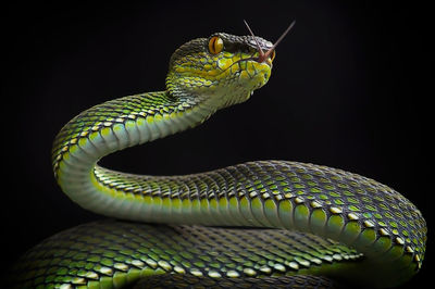 Close-up of lizard on black background