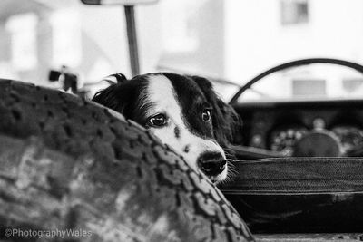 Close-up portrait of dog