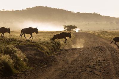 Cows on field against sky