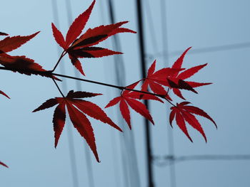 Close-up of maple leaves against sky