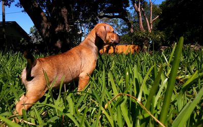 Grass growing on grassy field