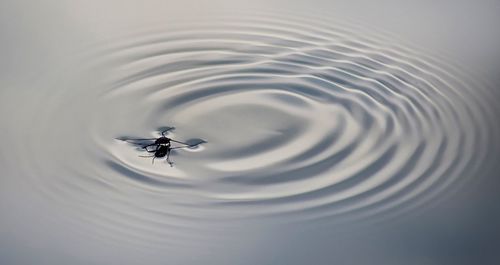 Close-up of insect on rippled water