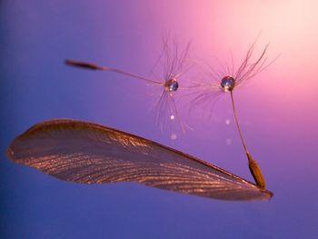 Close-up of insect on flower against sky
