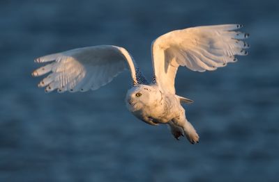 Seagull flying over sea