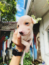 Midsection of person holding dog