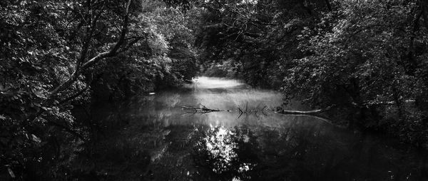 Scenic view of river amidst trees in forest