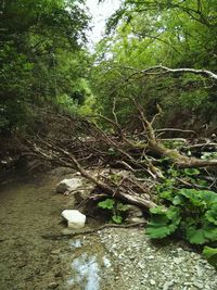 Scenic view of forest