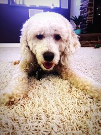 Close-up portrait of a dog