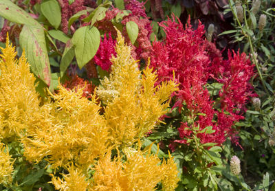 High angle view of flowering plants