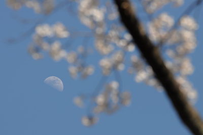 Low angle view of cherry blossoms against sky