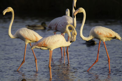 Flamingo birds in shallow water