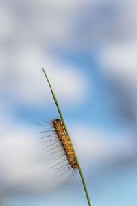 Close-up of insect on plant against sky