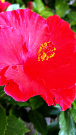 Close-up of red flower