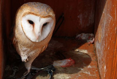 Close-up of barn owl on sunny day