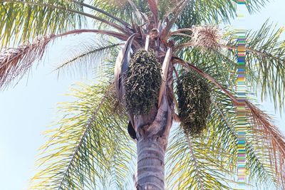 Low angle view of palm tree against sky