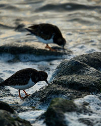 Vogel an der nordsee