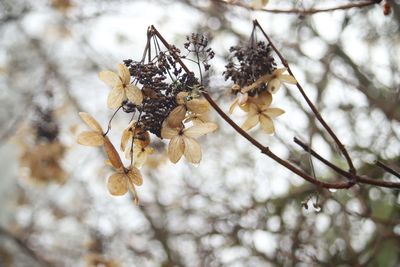 Close-up of cherry blossoms on branch
