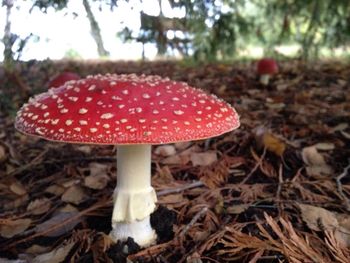 Close-up of mushroom growing in forest