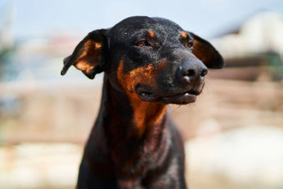Close-up of black dog looking away