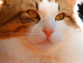 Close-up portrait of a cat