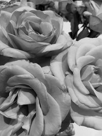 Close-up of fresh flowers