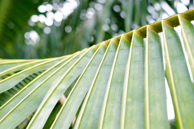 Close-up of palm leaves