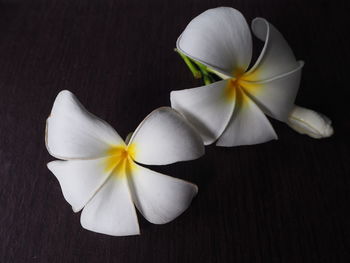 Close-up of frangipani blooming on table