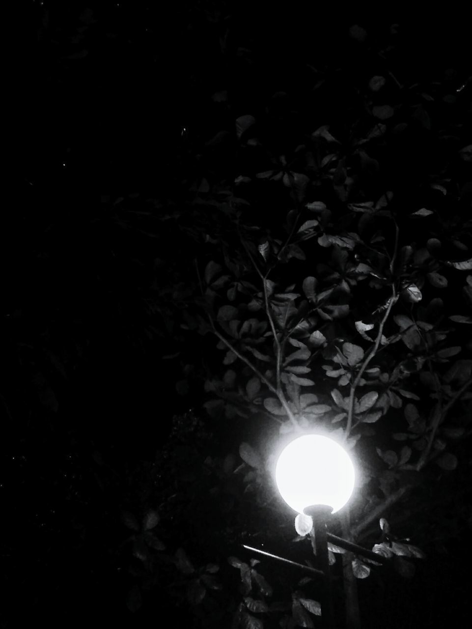 LOW ANGLE VIEW OF ILLUMINATED LIGHT BULB AGAINST TREES