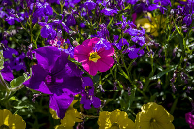Close-up of purple flowering plants