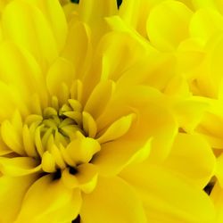 Full frame shot of yellow flower blooming outdoors