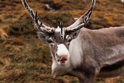 Portrait of deer standing on field