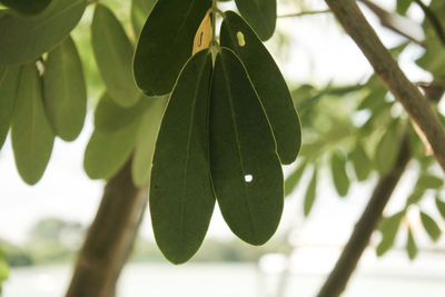 Low angle view of leaves on tree