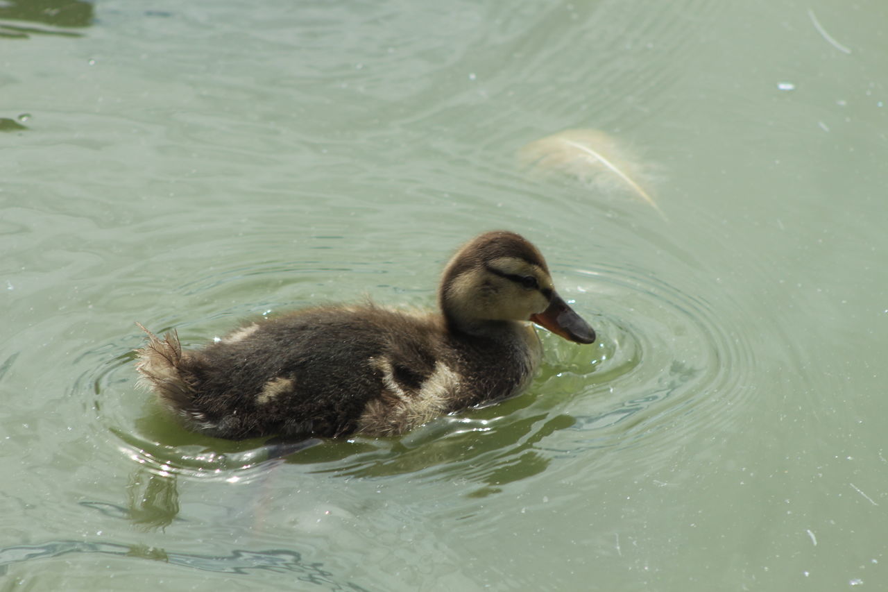 HIGH ANGLE VIEW OF DUCK SWIMMING ON LAKE