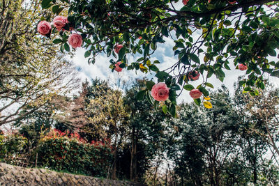 Low angle view of flowers blooming on tree against sky