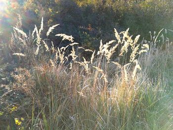 Firework display on land in forest