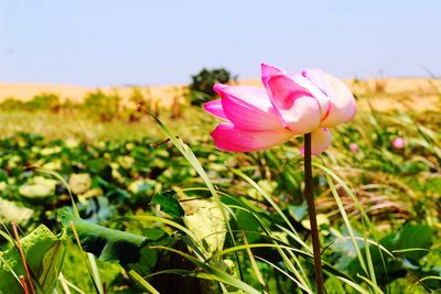 Close-up of pink flower on field