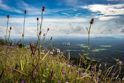 Forests flowers with mountain horizon coverd with cloud layers