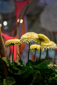 Close-up of yellow flowering plant