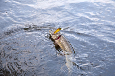 High angle view of fish in water