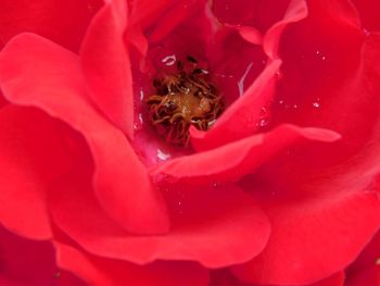 Close-up of pink flowers