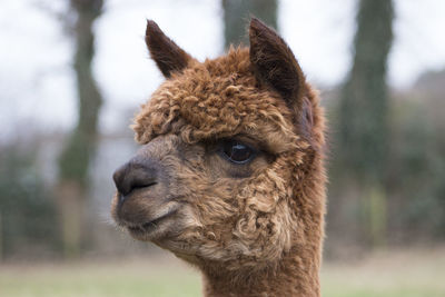 Close-up portrait of horse on field