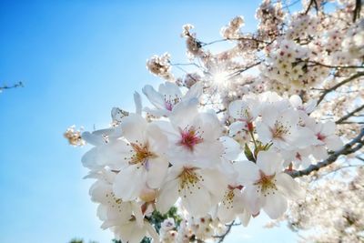 Low angle view of cherry blossoms against sky