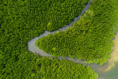 Upstream mangrove forest aerial top view in the rain season
