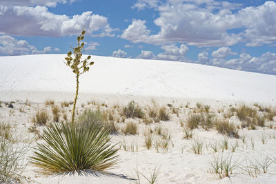 Plants growing on arid land against sky