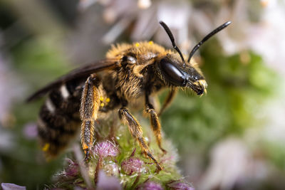 Close-up of bee pollinating on flower