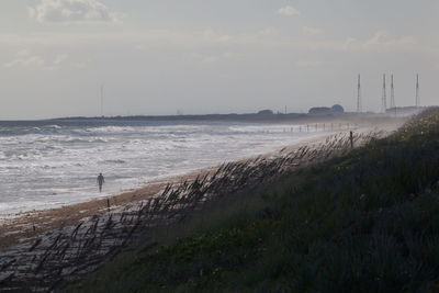 Plants growing on beach against sky