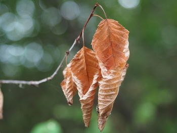 Close-up of dry leaf against blurred background