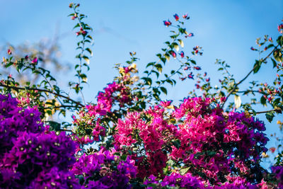 Low angle view of pink flowering plants